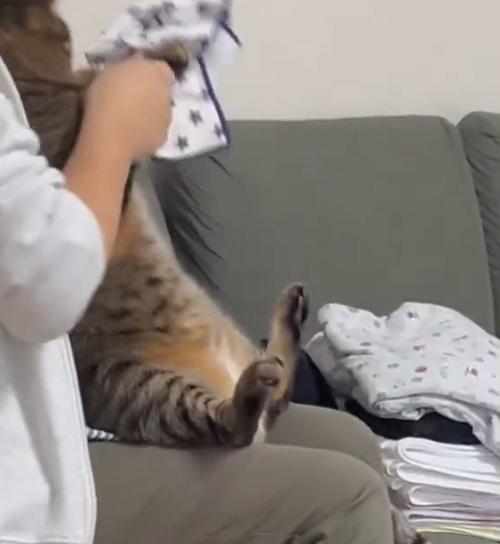 畳んだハンカチを横に置く猫と女性
