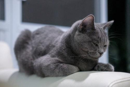 ソファのアームレストで寝る猫