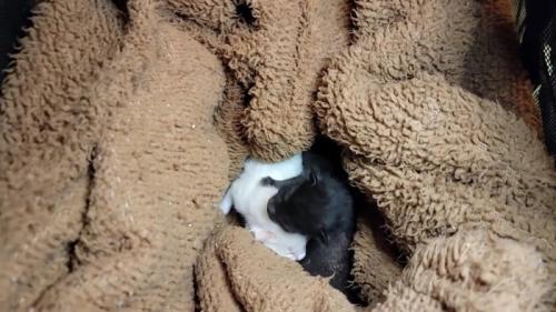 白子猫と黒子猫