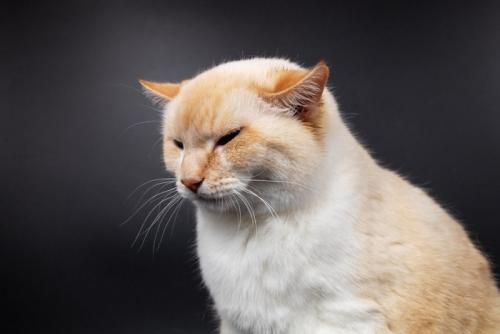 耳を伏せる猫