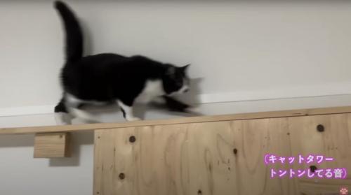 走る黒い猫
