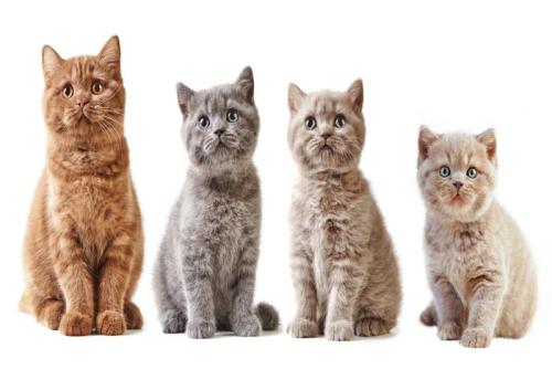色違いの猫達