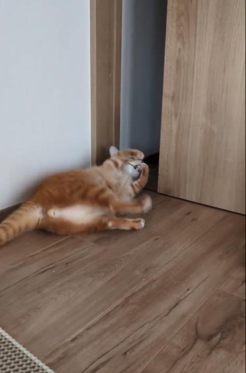 前転する猫2