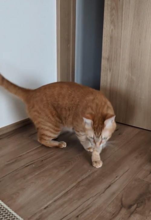 立ち去る猫