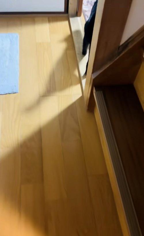 歩いている猫