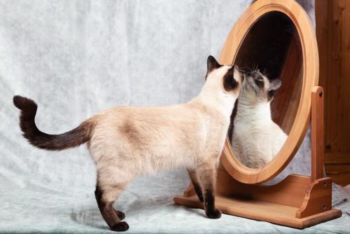 鏡の前に立つシャム柄の猫