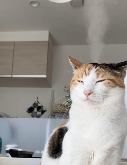 頭から湯気を出している目を細めた猫（半身）