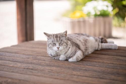 サバトラ猫