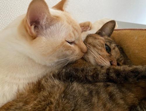 くっつく猫2匹
