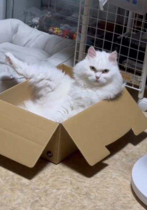 斜め上を見る猫