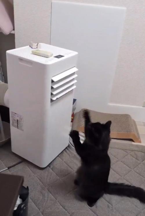 猫パンチする猫