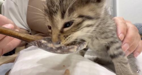 必死に食べてる写真