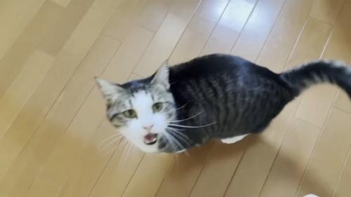 キッチンでママに向かって鳴くキジ白猫