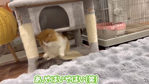 お父さんが助ける様子