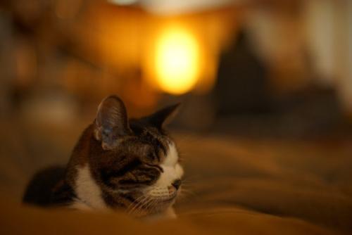 ソファで寝る猫