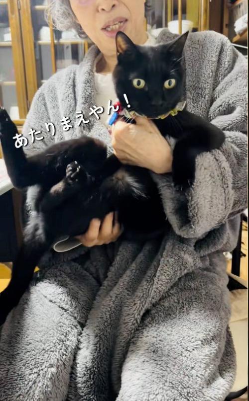 人に抱かれている猫