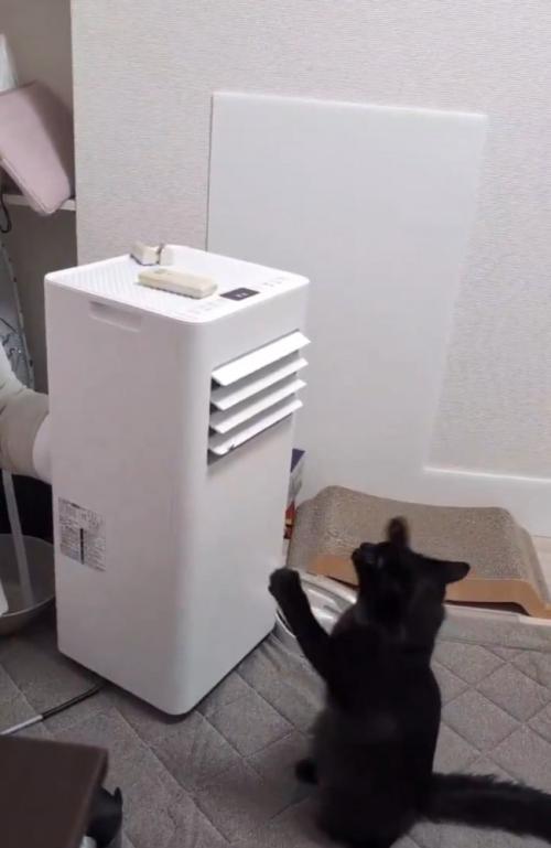 前足を前に出す猫