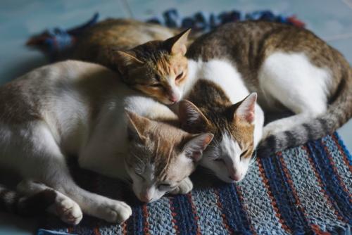 3匹の猫