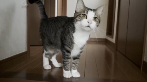 フローリングの上に立つキジ白猫