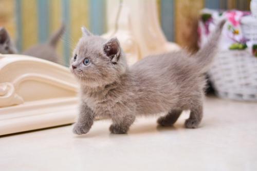 子猫のマンチカン