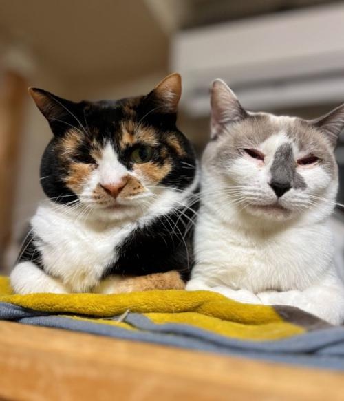2匹のママ猫