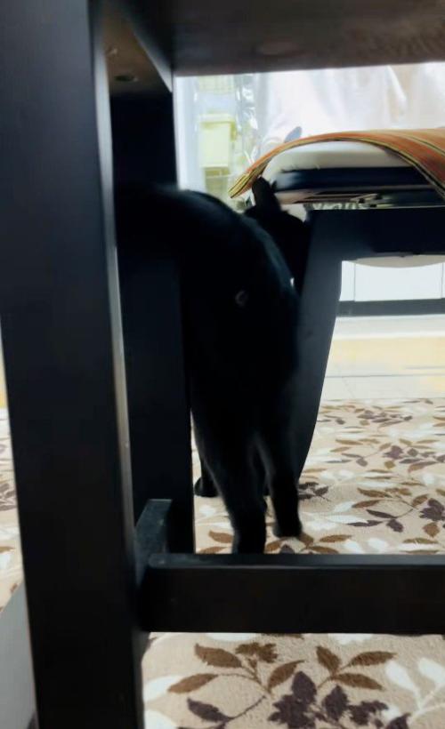 歩いている猫