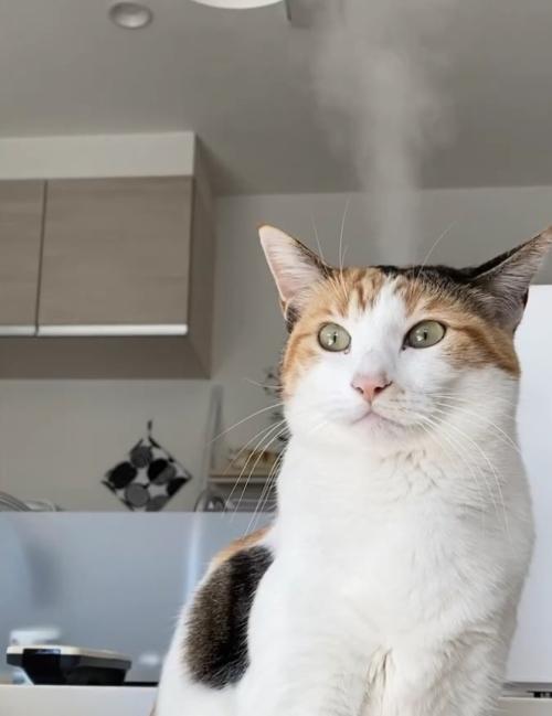 頭から湯気を出している目を開いた猫（半身）