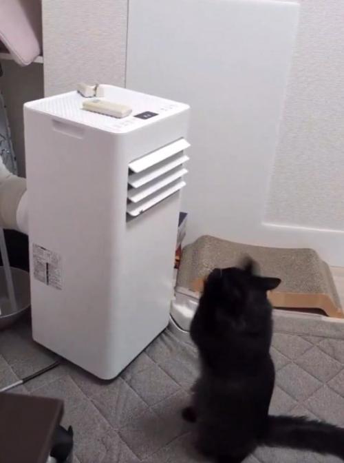 前足を高く上げる猫