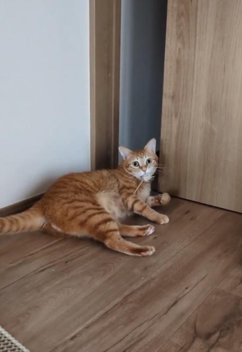 ドアの前転で倒れる猫
