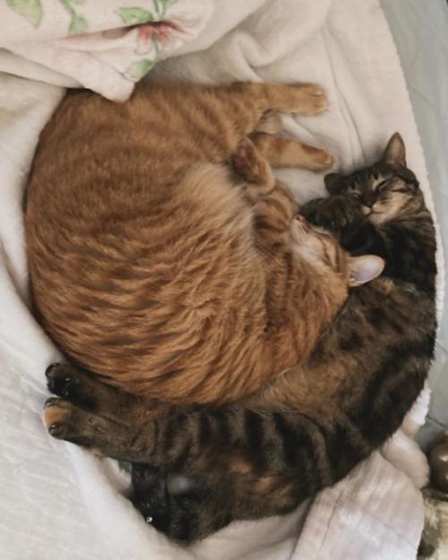 2匹の猫