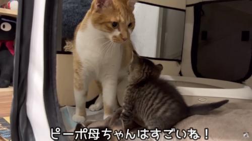 母ちゃんが舐めてる写真