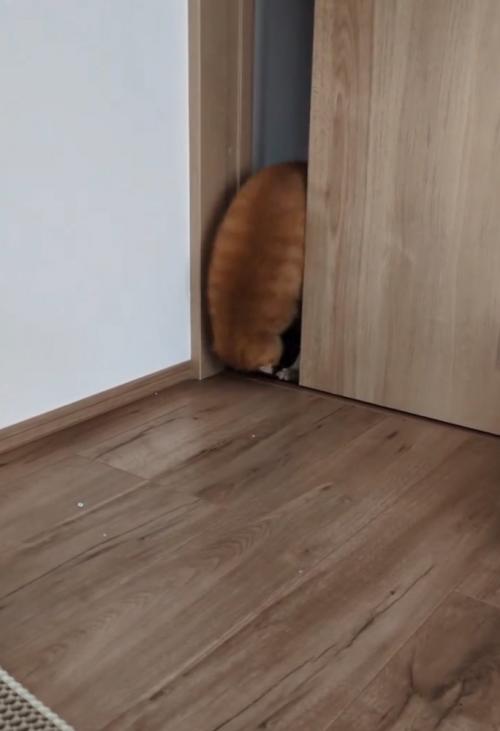 前転する猫