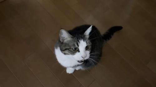 パパにサイレントニャーするキジ白猫