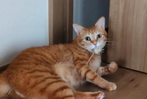 驚いた表情の猫