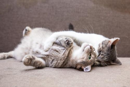 じゃれ合う2匹の猫