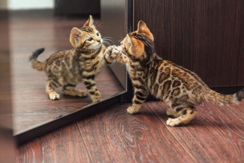 鏡を触る子猫