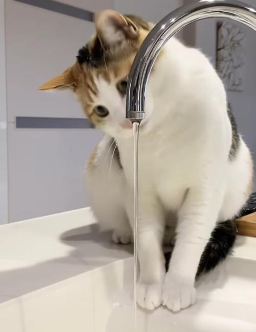 蛇口を見つめる三毛猫