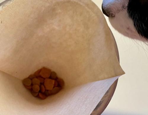 フィルターと猫の鼻先