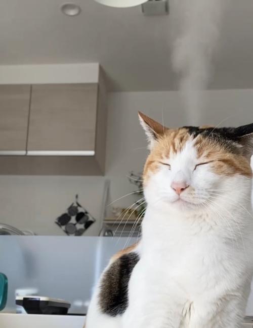 頭から湯気を出している目を閉じた猫（半身）