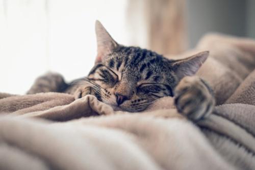 毛布の上で眠るキジトラ猫