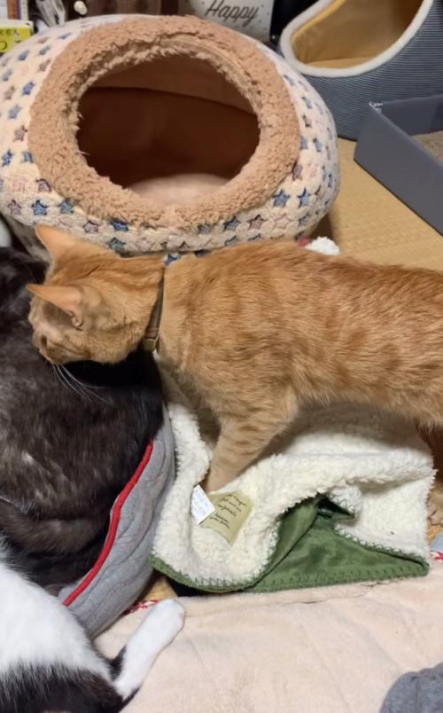 歩くこてつくん