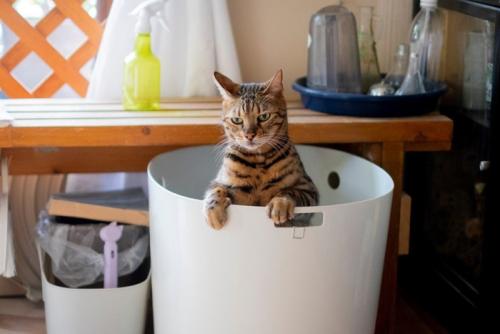 トイレに足をかける猫