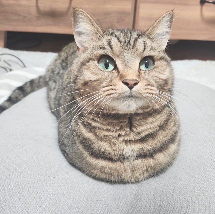 猫が『香箱座り』を極めた結果…あまりにも完璧すぎる『フォルム』に11万いいね「国宝級のかわいさ」「魔法みたいに消えてる」と絶賛