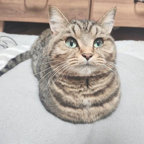 香箱座りをして飼い主を見つめる猫