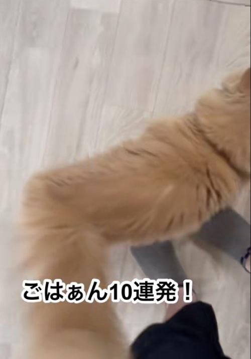 鳴いている猫