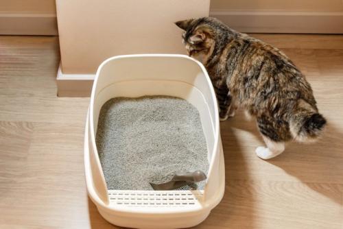 トイレを見る猫