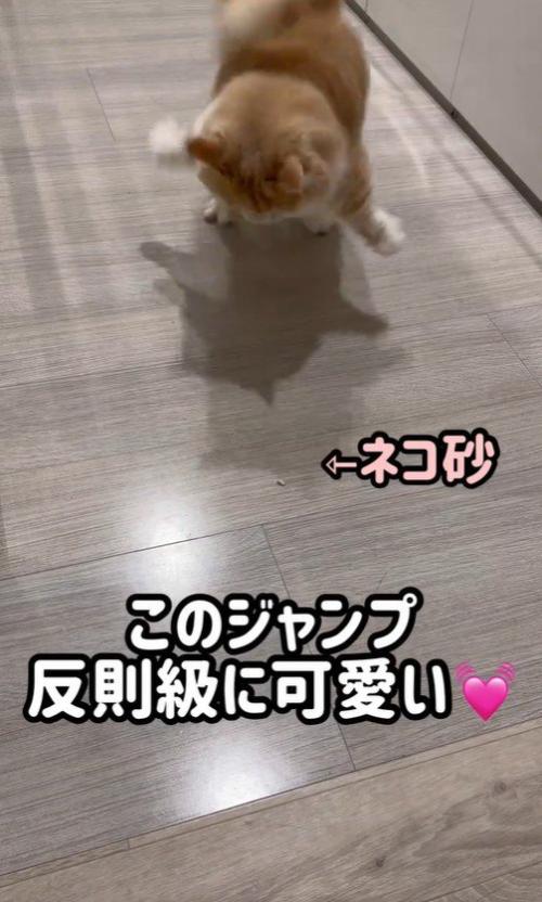 ジャンプをしている猫