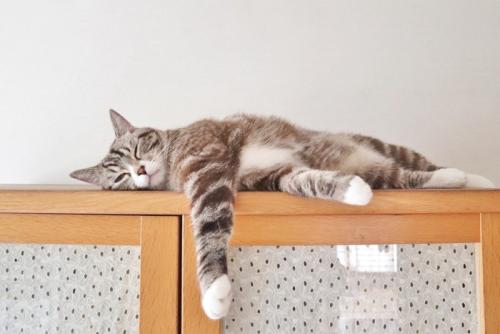 横になる猫
