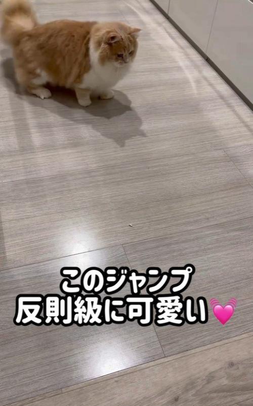 猫砂を見ている猫