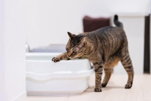 トイレ後の猫